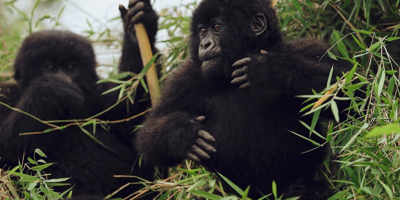 rooted in rwanda’s tradition of naming and celebrating new life, the annual @kwita.izina brings (2)