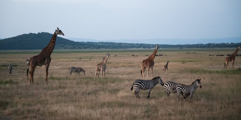 7-Day Rwanda Itinerary diversity, we celebrate the incredible diversity of life i
